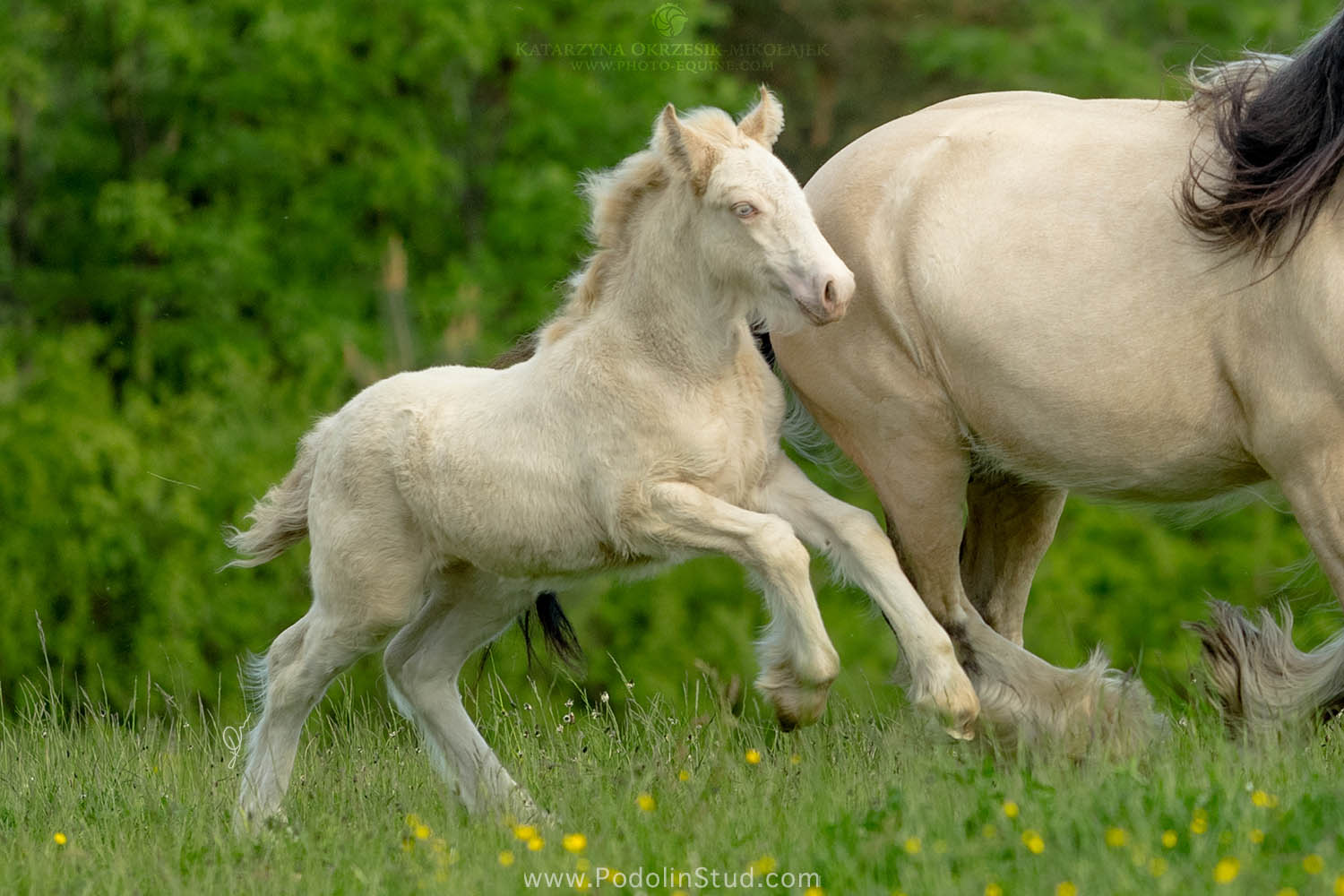 Perlino Gypsy Cob Foal